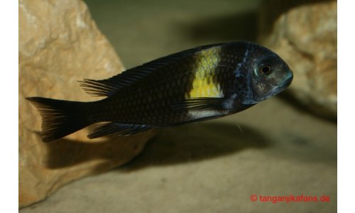Tropheus duboisi Maswa